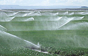 spray_irrigation4